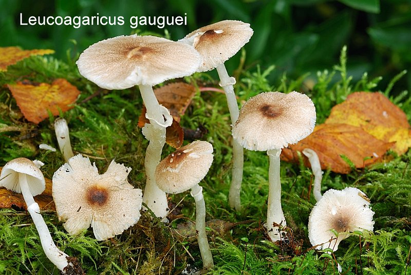 Leucoagaricus gauguei-amf1186.jpg - Leucoagaricus gauguei ; Syn1: ; Syn2: Sericeomyces gauguei ; Non français: Lépiote de Gaugué